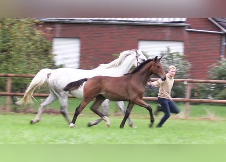 Oldenburger Springpferd, Ogier, 1 Rok, Gniada