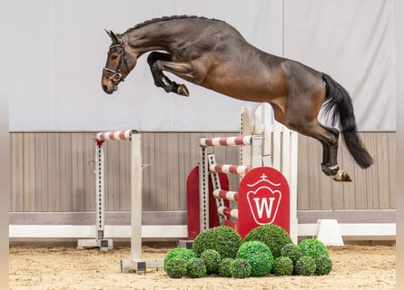 Oldenburger Springpferd, Ogier, 3 lat, 169 cm, Ciemnogniada