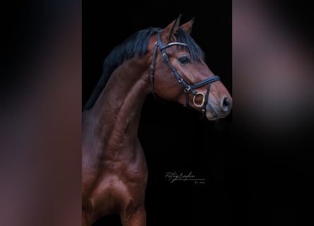 Oldenburger Springpferd, Ogier, 3 lat, 170 cm, Gniada