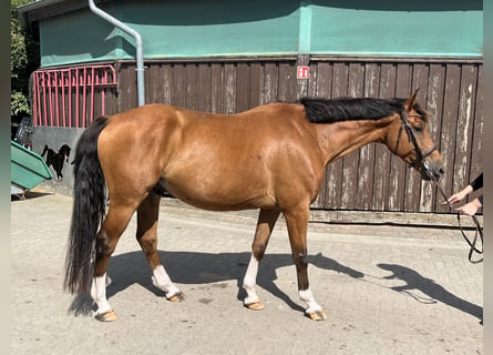 Oldenburger Springpferd, Ogier, 8 lat, 165 cm, Gniada