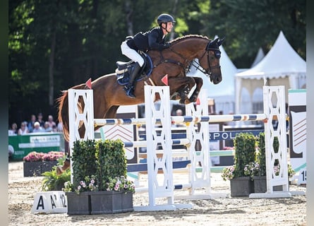 Oldenburger Springpferd, Ogier, 7 lat, 169 cm, Ciemnokasztanowata