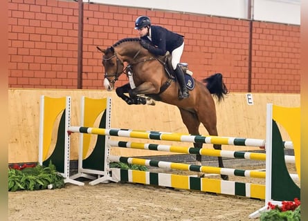 Oldenburger Springpferd, Ogier, 4 lat, 169 cm, Gniada