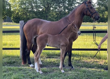 Oldenburger Springpferd, Ogier, , 170 cm, Gniada