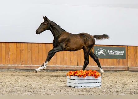 Oldenburger Springpferd, Ogier, Źrebak (04/2025)