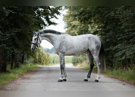 Oldenburger Springpferd, Stute, 10 Jahre, 168 cm, Apfelschimmel