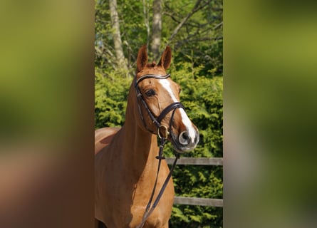 Oldenburger Springpferd, Stute, 10 Jahre, 168 cm, Fuchs