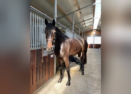 Oldenburger Springpferd, Stute, 10 Jahre, 169 cm, Dunkelbrauner