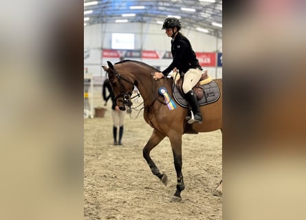 Oldenburger Springpferd, Stute, 10 Jahre, Rotbrauner