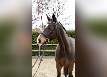 Oldenburger Springpferd, Stute, 11 Jahre, 165 cm, Dunkelbrauner