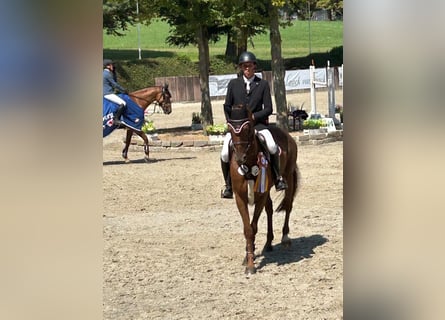 Oldenburger Springpferd, Stute, 12 Jahre, 160 cm, Fuchs