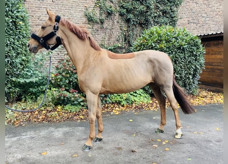 Oldenburger Springpferd, Stute, 12 Jahre, 160 cm, Fuchs