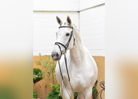 Tragend kaufen und verkaufen | ehorses.de