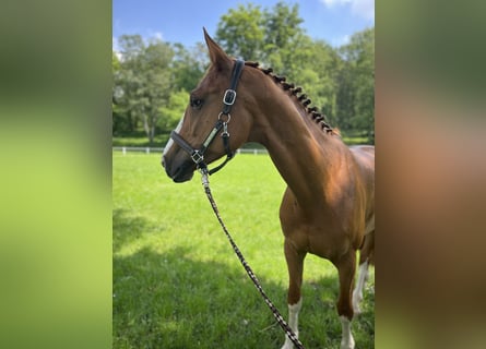 Oldenburger Springpferd, Stute, 12 Jahre