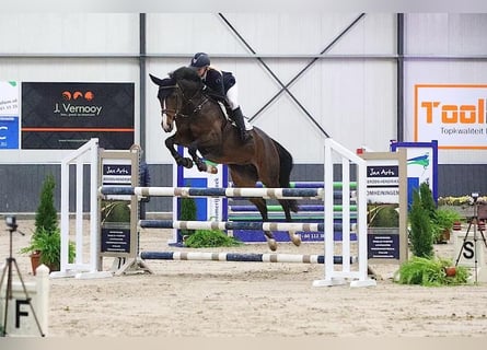 Oldenburger Springpferd, Stute, 13 Jahre, 165 cm, Dunkelbrauner