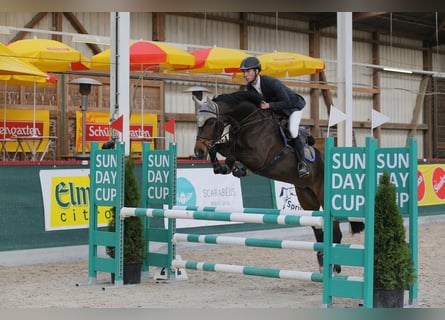 Oldenburger Springpferd, Stute, 13 Jahre, 166 cm, Dunkelbrauner