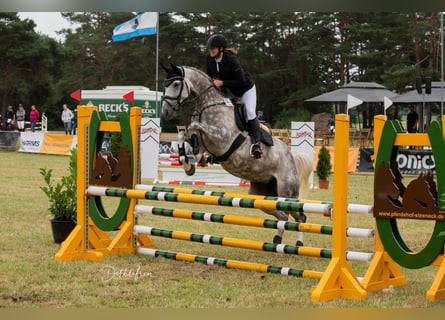 Oldenburger Springpferd, Stute, 13 Jahre, 170 cm, Schimmel