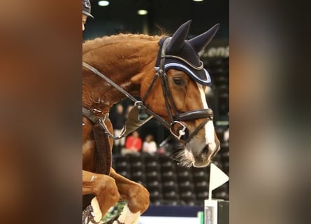 Oldenburger Springpferd, Stute, 13 Jahre, 174 cm, Fuchs