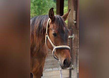 Oldenburger Springpferd, Stute, 2 Jahre, 165 cm, Brauner