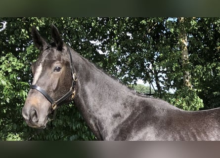 Oldenburger Springpferd, Stute, 2 Jahre, 166 cm, Kann Schimmel werden