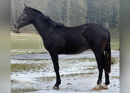 Oldenburger Springpferd, Stute, 2 Jahre, 170 cm, Kann Schimmel werden