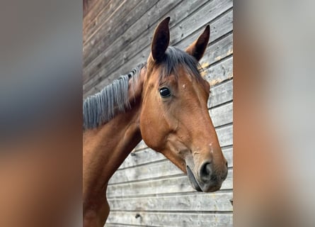 Oldenburger Springpferd, Stute, 2 Jahre, 172 cm, Brauner