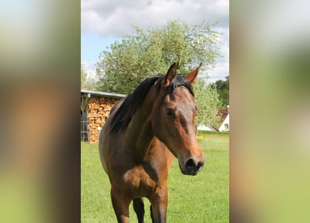 Oldenburger Springpferd, Stute, 2 Jahre, 172 cm, Dunkelbrauner