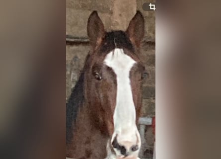 Oldenburger Springpferd, Stute, 2 Jahre, Brauner