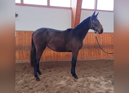 Oldenburger Springpferd, Stute, 2 Jahre, Schimmel