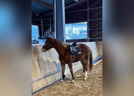 Oldenburger Springpferd, Stute, 3 Jahre, 155 cm, Fuchs