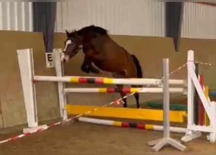 Oldenburger Springpferd, Stute, 3 Jahre, 164 cm, Brauner