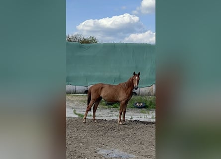 Oldenburger Springpferd, Stute, 3 Jahre, 165 cm, Fuchs