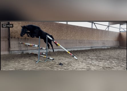 Oldenburger Springpferd, Stute, 3 Jahre, 165 cm, Rappe