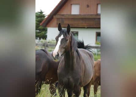 Oldenburger Springpferd, Stute, 3 Jahre, 167 cm, Dunkelbrauner
