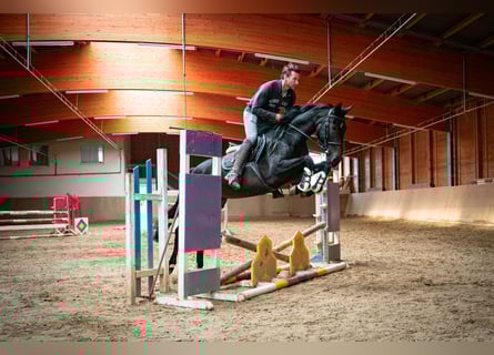 Oldenburger Springpferd, Stute, 3 Jahre, 168 cm, Dunkelbrauner