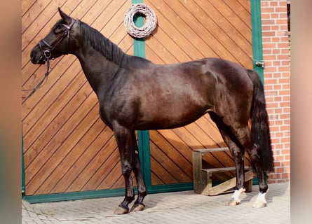 Oldenburger Springpferd, Stute, 3 Jahre, 168 cm, Rappe
