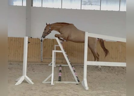 Oldenburger Springpferd, Stute, 3 Jahre, 169 cm, Fuchs