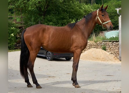 Oldenburger Springpferd, Stute, 3 Jahre, 172 cm, Brauner