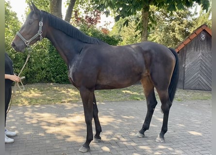 Oldenburger Springpferd, Stute, 3 Jahre, 177 cm, Dunkelbrauner