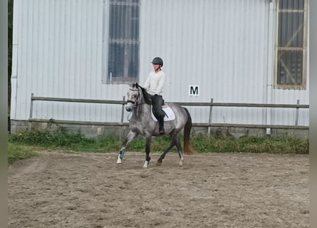 Oldenburger Springpferd, Stute, 4 Jahre, 150 cm, Schimmel