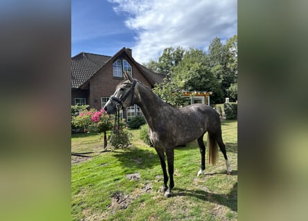 Oldenburger Springpferd, Stute, 4 Jahre, 160 cm, Apfelschimmel