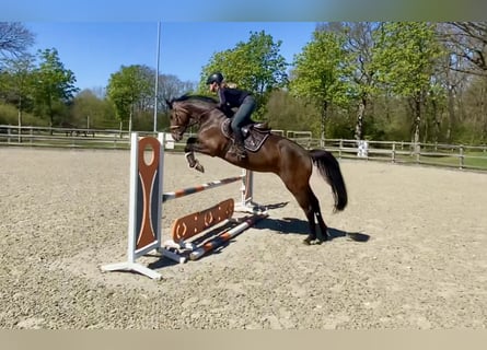 Oldenburger Springpferd, Stute, 4 Jahre, 163 cm, Dunkelbrauner