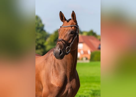 Oldenburger Springpferd, Stute, 4 Jahre, 164 cm, Brauner