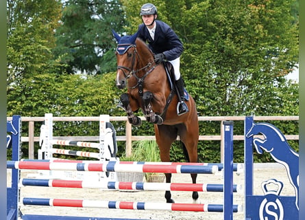 Oldenburger Springpferd, Stute, 4 Jahre, 164 cm, Dunkelbrauner
