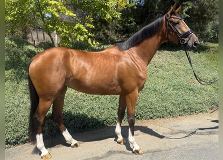 Oldenburger Springpferd, Stute, 4 Jahre, 165 cm, Rotbrauner