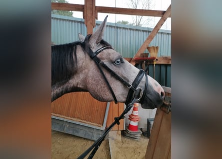 Oldenburger Springpferd, Stute, 4 Jahre, 168 cm, Apfelschimmel