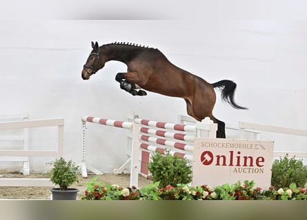 Oldenburger Springpferd, Stute, 4 Jahre, 168 cm, Brauner
