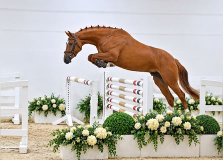 Oldenburger Springpferd, Stute, 4 Jahre, 168 cm, Fuchs