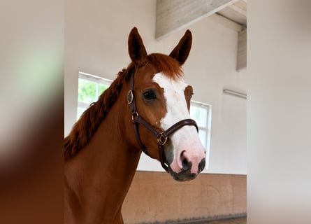 Oldenburger Springpferd, Stute, 4 Jahre, 168 cm, Fuchs