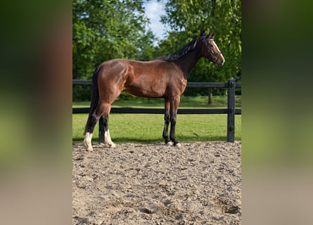 Oldenburger Springpferd, Stute, 4 Jahre, 170 cm, Brauner