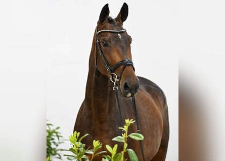 Oldenburger Springpferd, Stute, 4 Jahre, 170 cm, Brauner